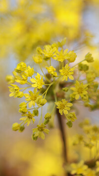 Żółte kwiaty klonu