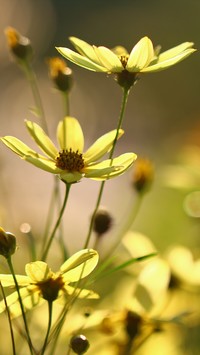 Żółte kwiaty kosmei