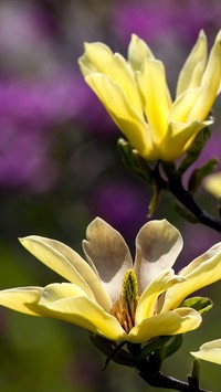 Żółte kwiaty magnoli