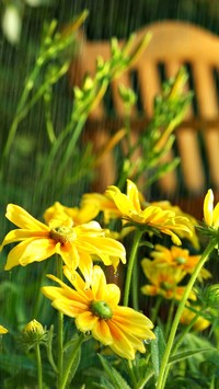 Żółte kwiaty w letnim deszczu