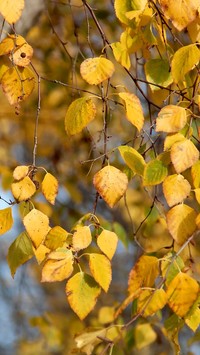 Żółte liście brzozy