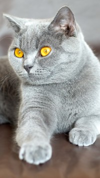 Żółte oczy szarego kota
