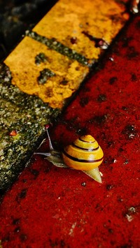Żółto-czarna muszla ślimaka
