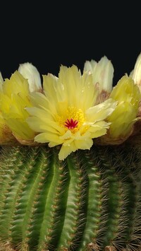 Żółto kwitnący kaktus