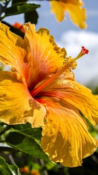 Żółty hibiskus