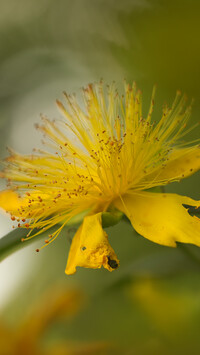 Żółty kwiat dziurawca
