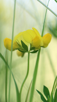Żółty kwiat komornicy