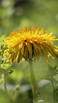 Żółty kwiat mniszka pospolitego