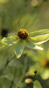 Żółty kwiat nachyłka okółkowego
