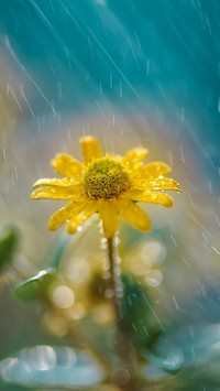 Żółty kwiatek w deszczu
