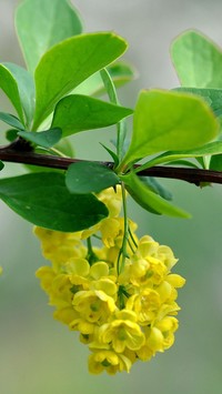 Żółty kwiatostan