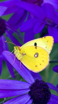 Żółty motyl na fioletowym kwiatku