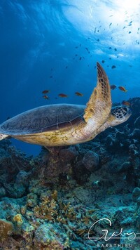 Żółw nad rafą koralową