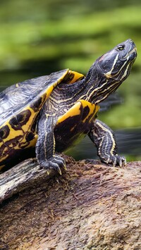 Żółw w zbliżeniu