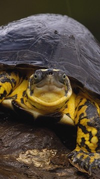 Żółw w zbliżeniu