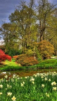 Żonkile nad wodą w ogrodzie