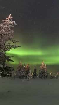 Zorza polarna nad ośnieżonymi świerkami