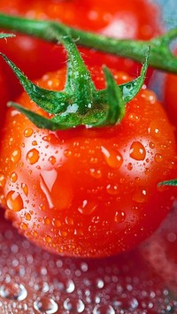 Zroszony pomidorek