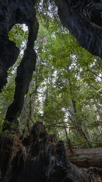 Zwęglone sekwoje w Parku Narodowym Redwood