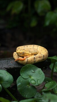 Zwinięty żółty wąż