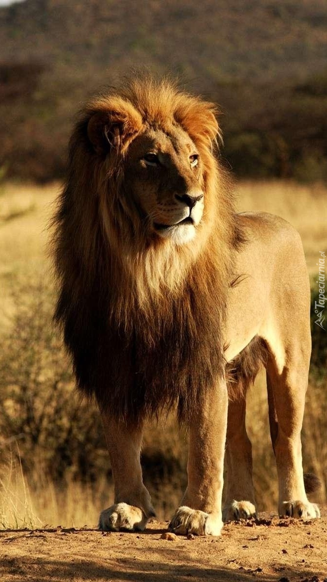 Afrykański lew