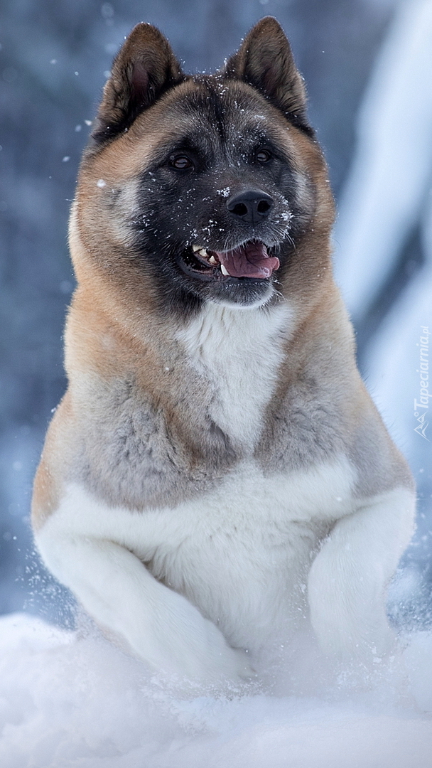 Akita amerykańska w śniegu