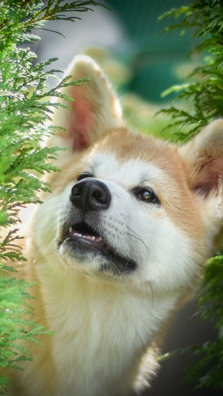 Akita inu