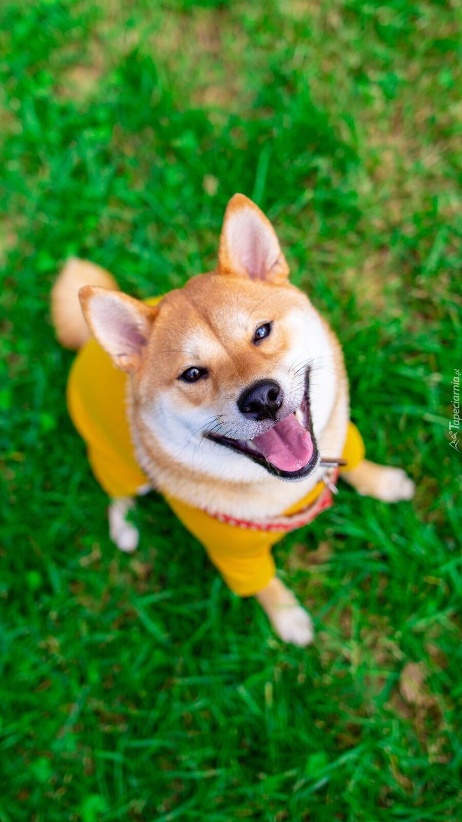 Akita inu