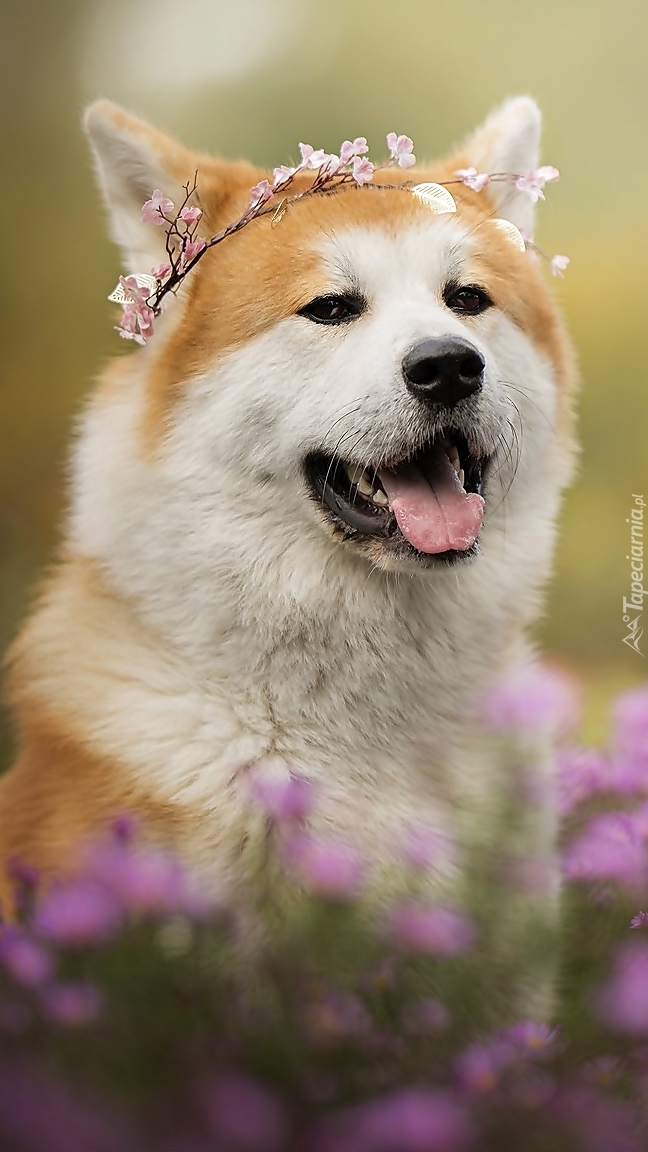 Akita inu w wianku