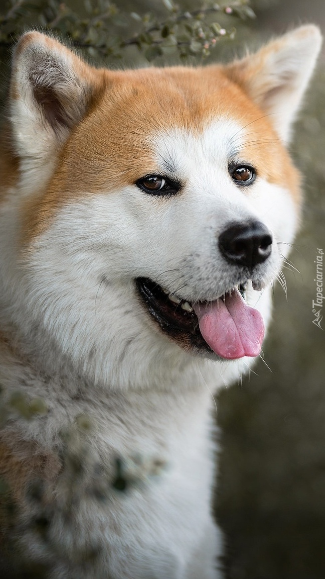 Akita inu