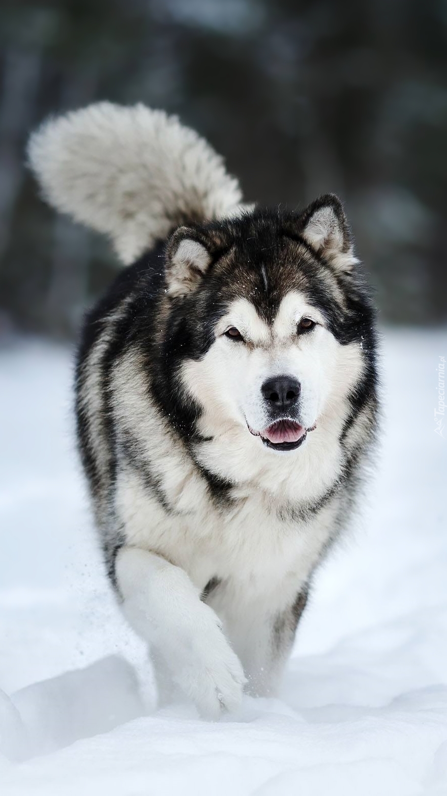 Alaskan malamute na śniegu