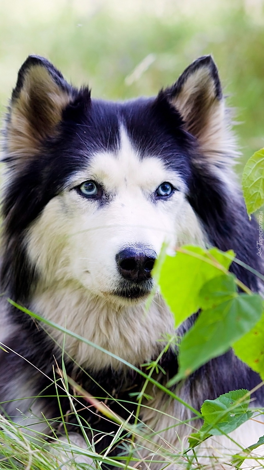 Alaskan malamute zapatrzony w dal