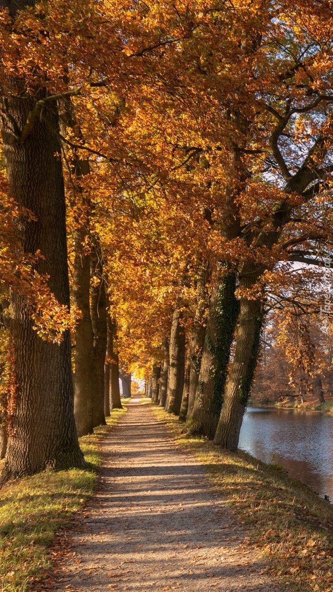 Aleja jesiennych drzew nad rzeką