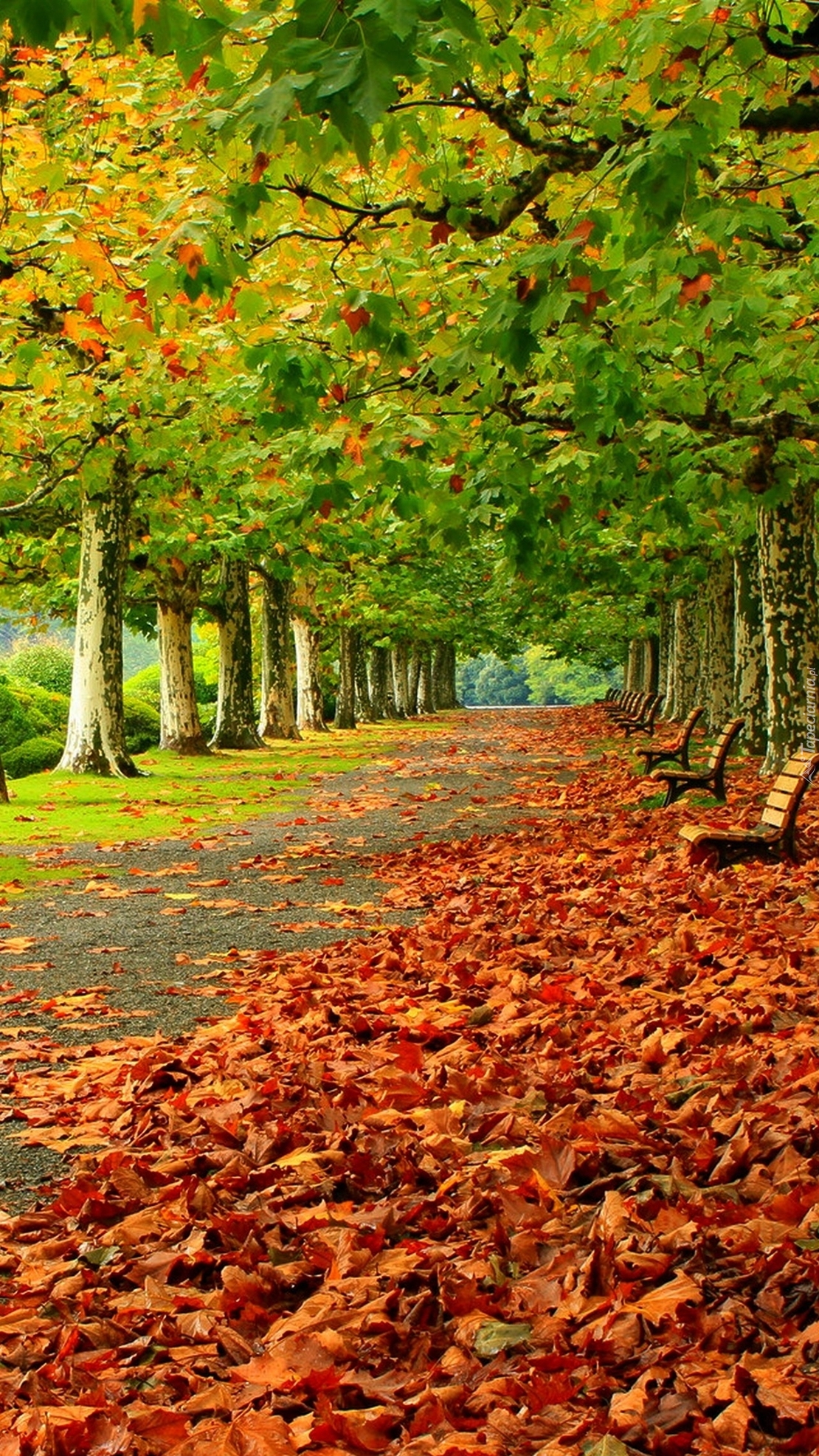 Alejka parkowa z ławeczkami  i dywanem jesiennych liści