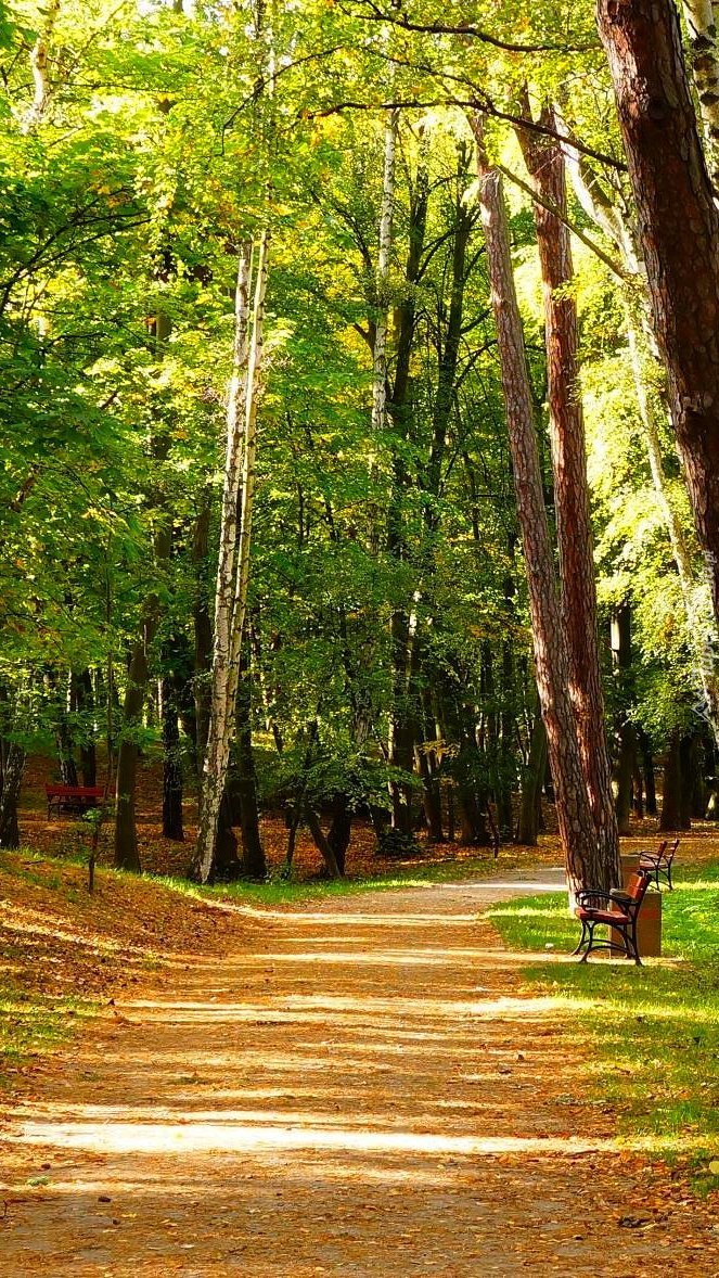 Alejka w Parku Brzeźnieńskim w Gdańsku