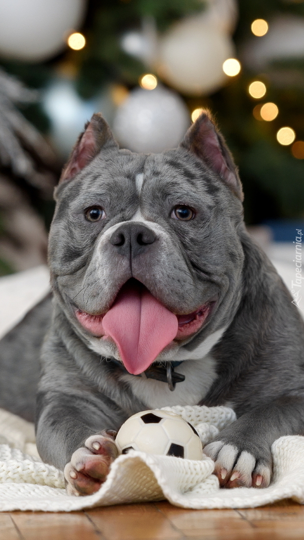 American Bully