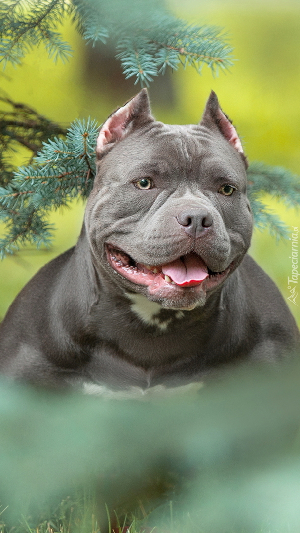 American bully