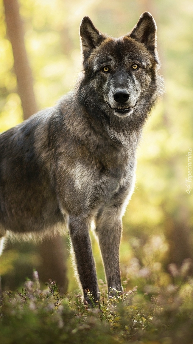Amerykański wolfdog