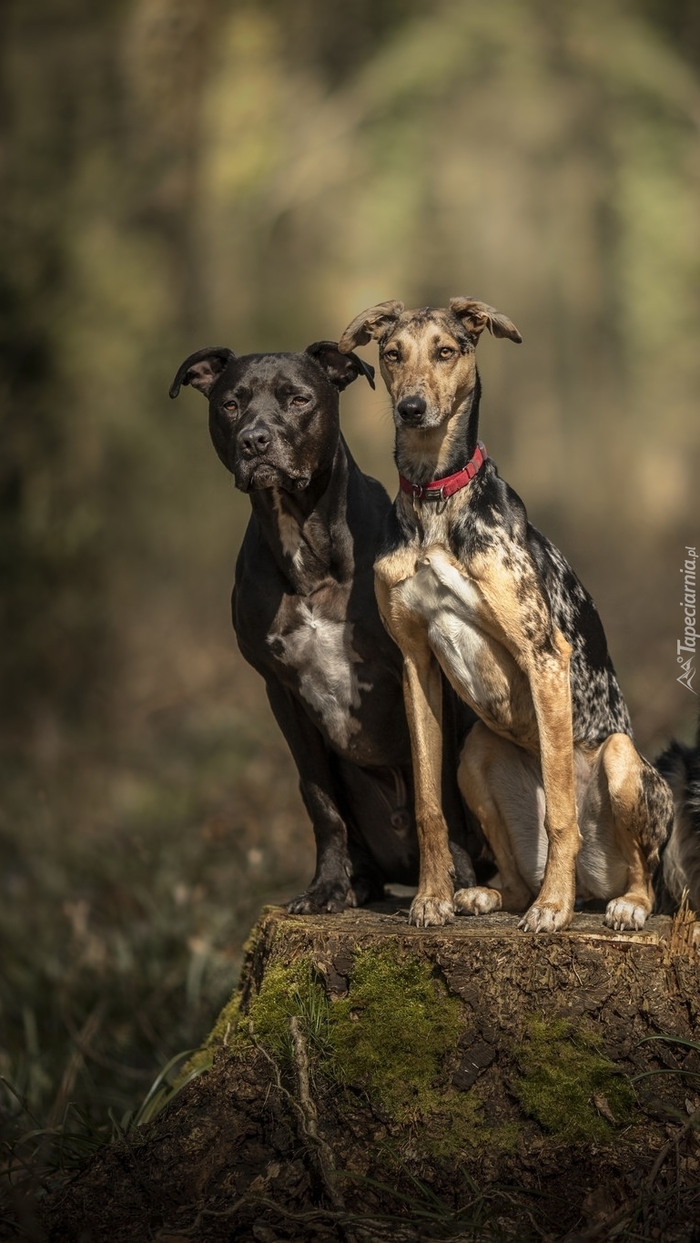 Amstaff i whippet