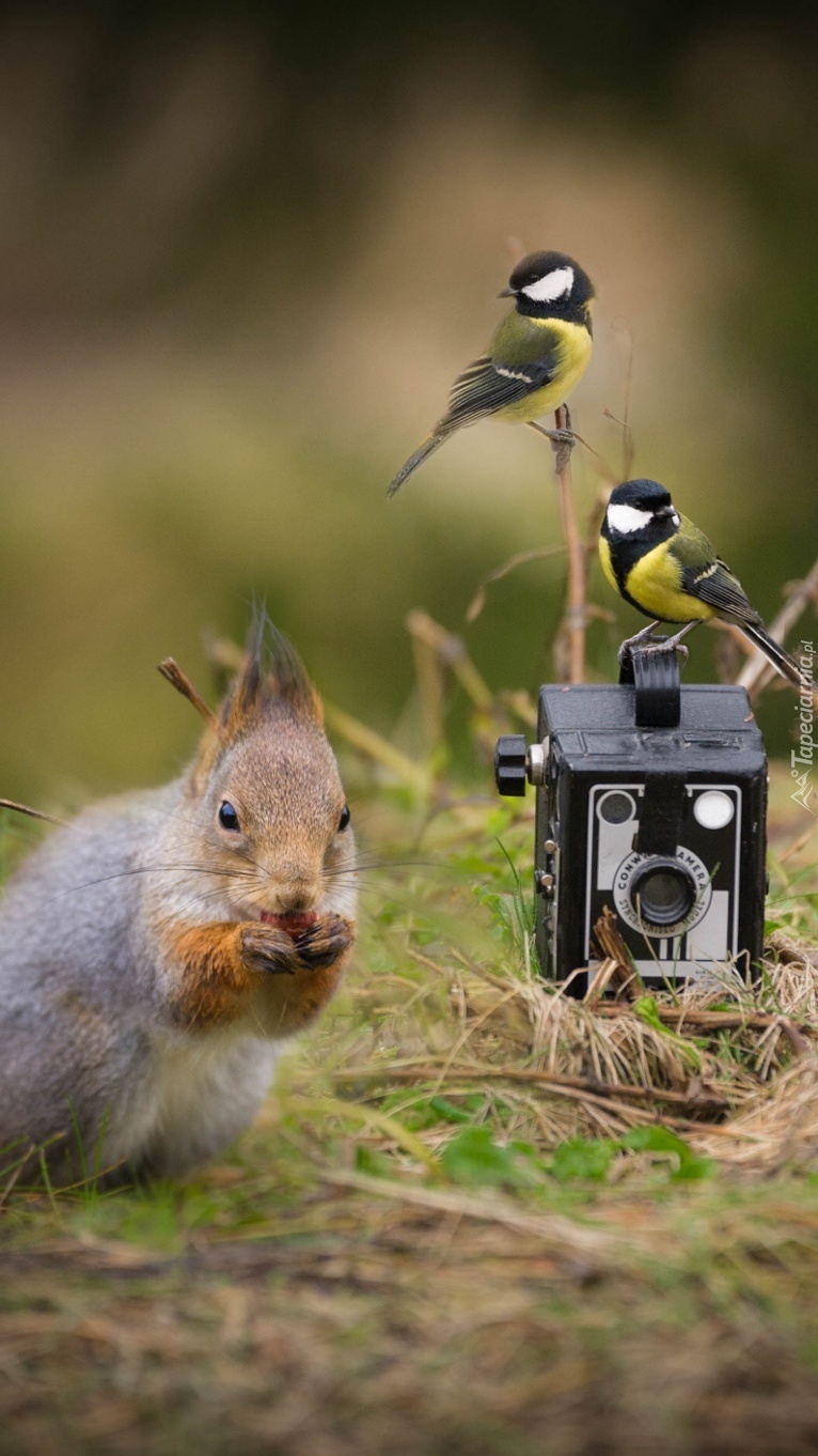 Aparat fotograficzny  z wiewiórką i dwoma sikorkami