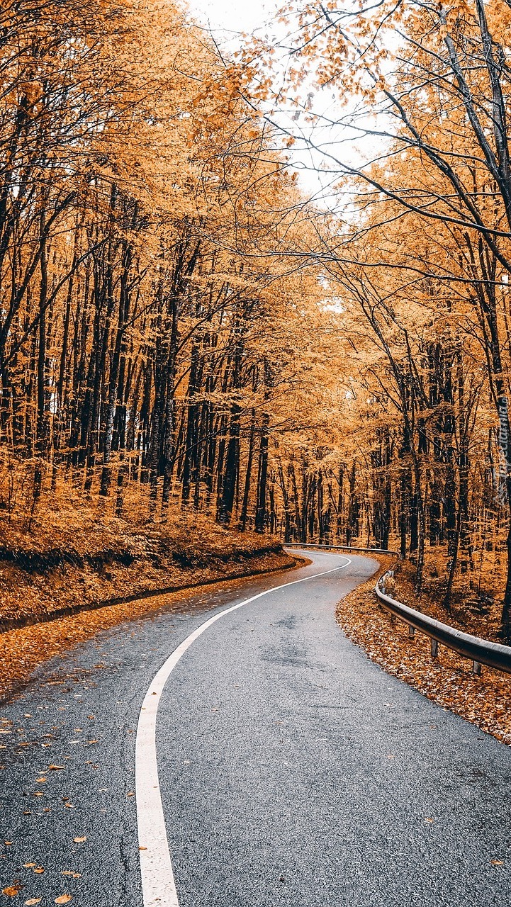 Asfaltowa droga przez jesienny las