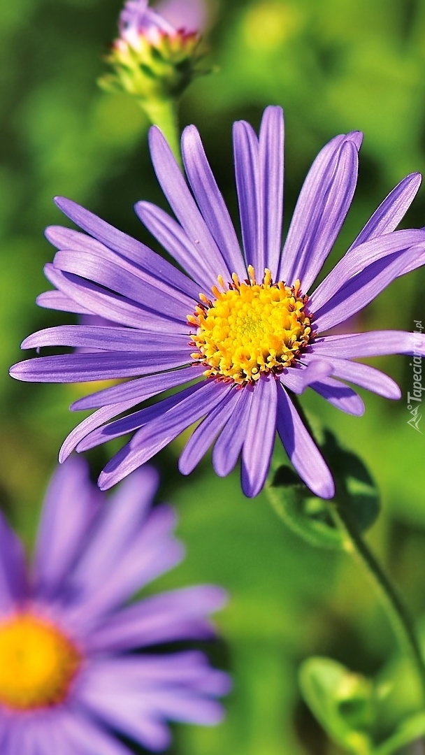 Aster