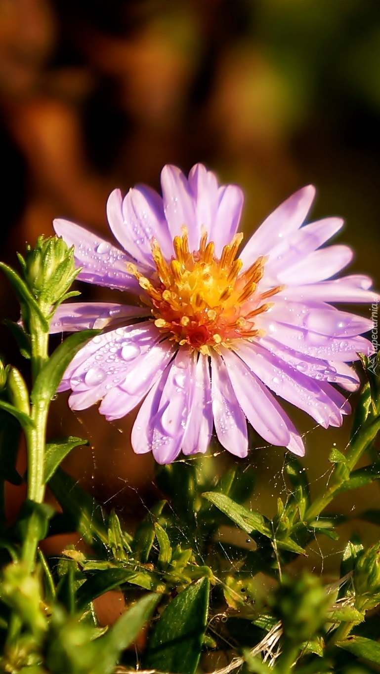 Aster w kroplach rosy