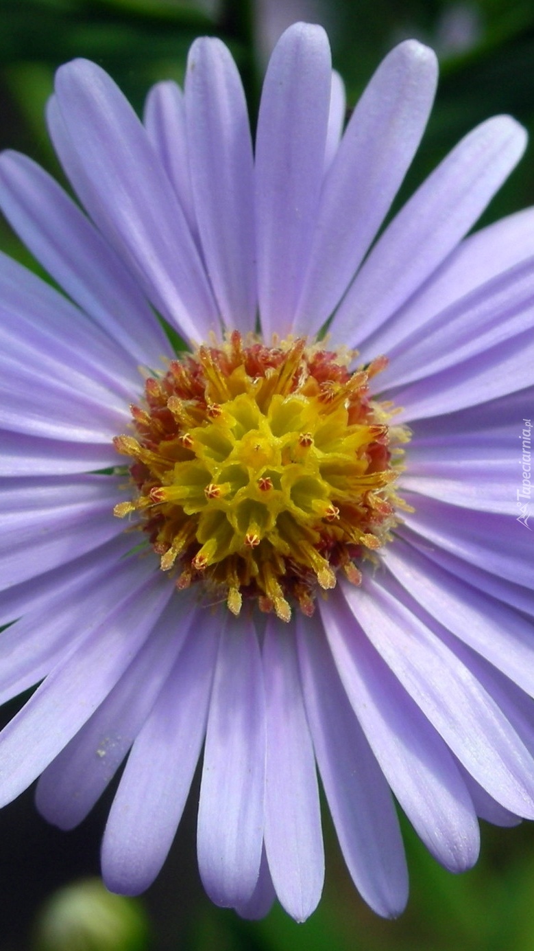 Aster w pełnym rozkwicie