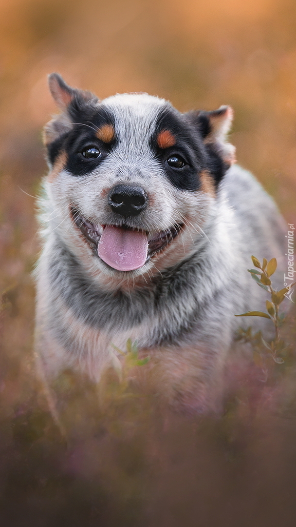 Australian cattle dog