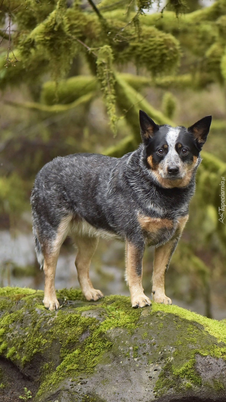 Australian cattle dog na skale obok omszałych drzew