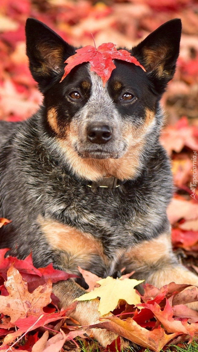 Australian cattle dog w liściach