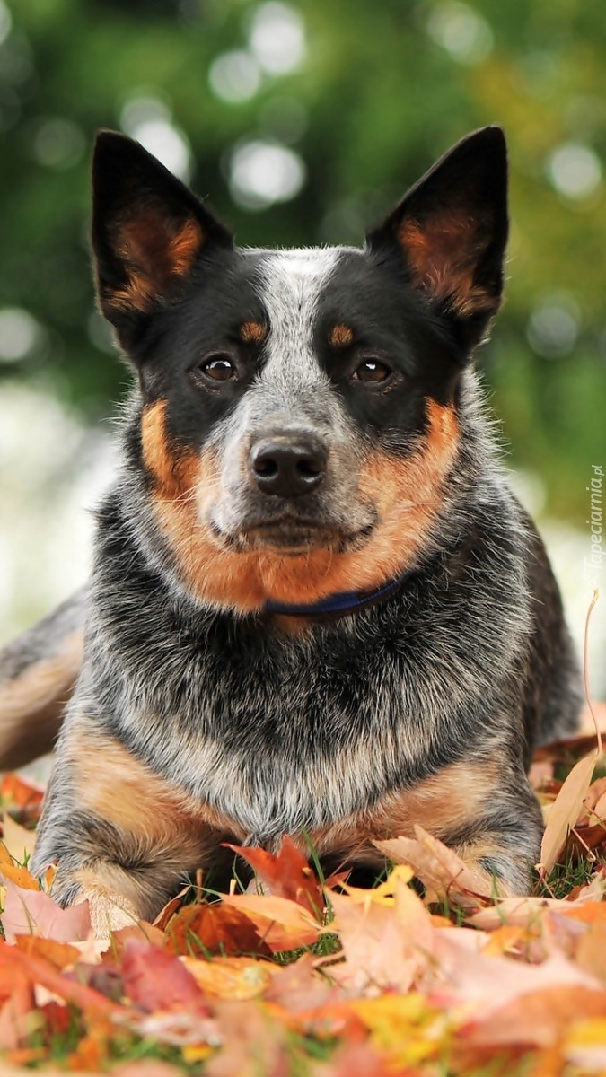 Australian cattle dog w liściach