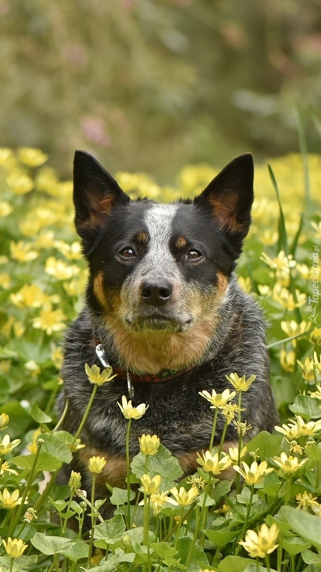 Australian cattle dog w żółtych kwiatach