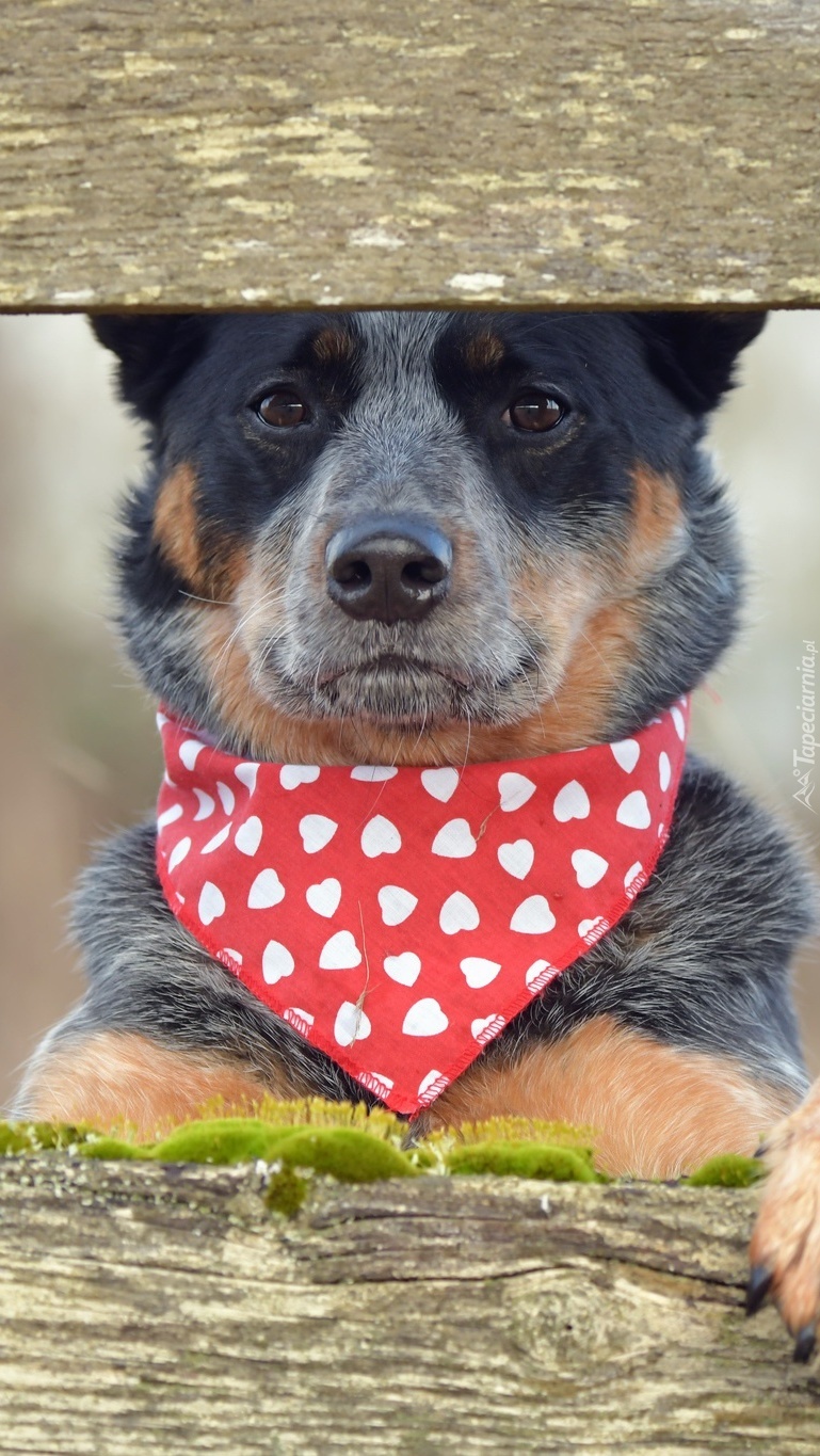 Australian Cattle Dog z chustką